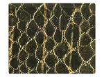 115 Snake Light Gold Satin